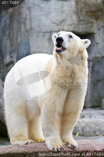 Image of White bear