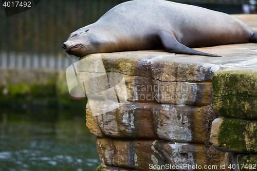 Image of Pinniped- seal 