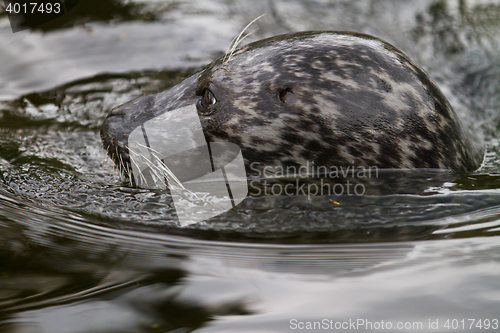 Image of Pinniped- seal 