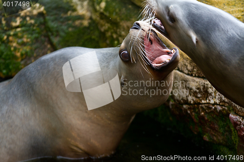 Image of Pinniped- seal 