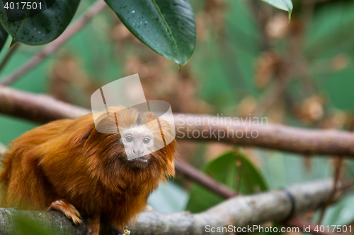 Image of golden lion tamarin