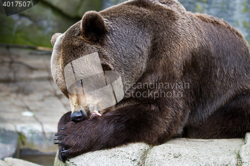 Image of Brown bear