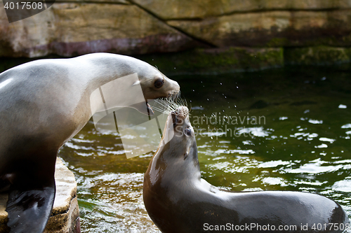 Image of Pinniped- seal 