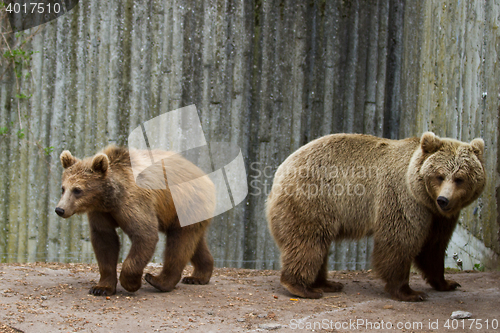 Image of Brown bear