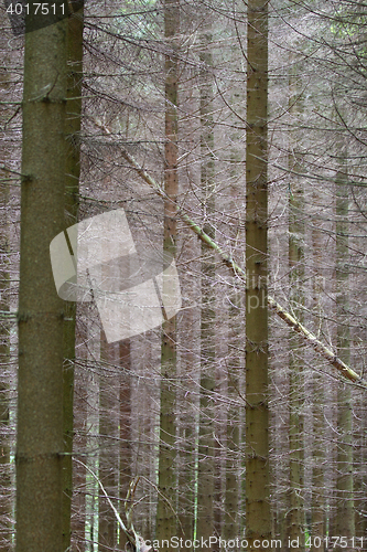 Image of Forest