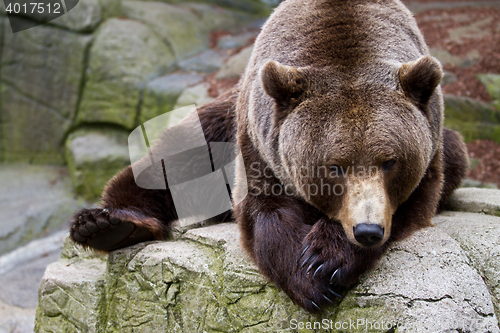 Image of Brown bear