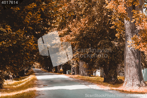 Image of trees in alley in countryside