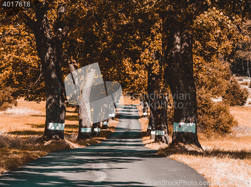 Image of trees in alley in countryside