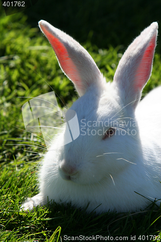 Image of white rabbit