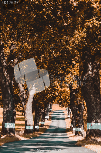 Image of trees in alley in countryside