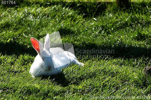 Image of white bunny