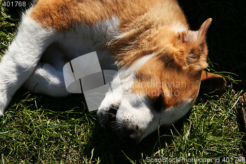 Image of sleeping puppy