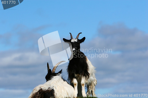 Image of goats on hill