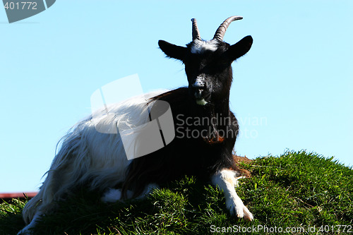 Image of goat on the hill