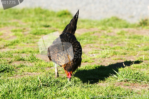 Image of pecking chicken