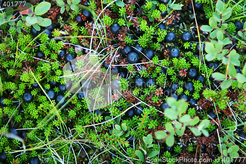 Image of berries and moss