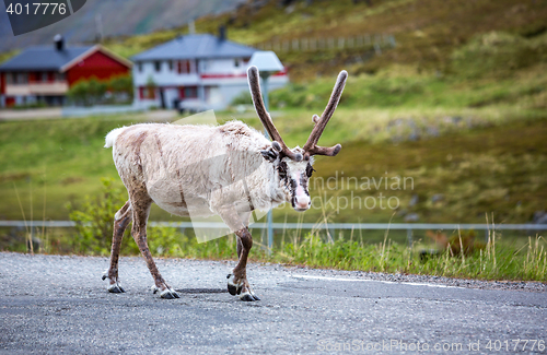 Image of Reindeer