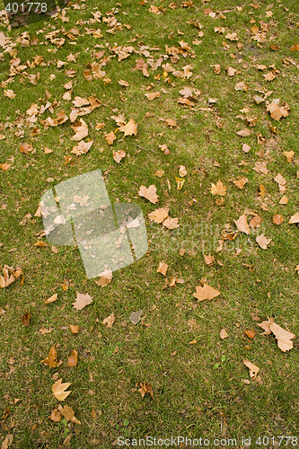 Image of Leaves at the park