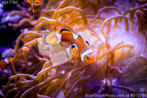 Image of Anemonefish