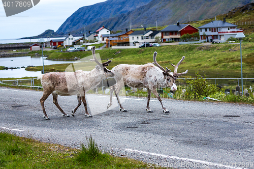 Image of Reindeer