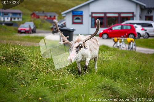 Image of Reindeer