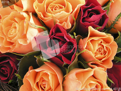 Image of Bed of roses