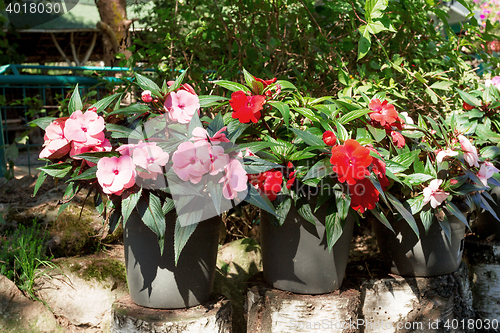 Image of Red New Guinea impatiens flowers in pots