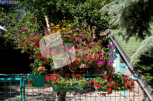 Image of Beautiful petunia flowers in garden design