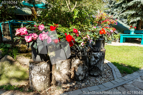 Image of Red New Guinea impatiens flowers in pots