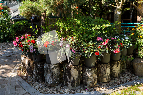 Image of Red New Guinea impatiens flowers in pots