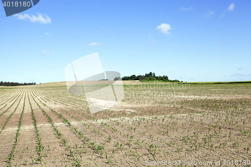 Image of cracked earth in the field