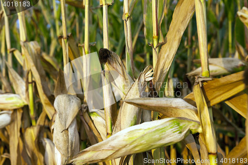 Image of field with mature corn
