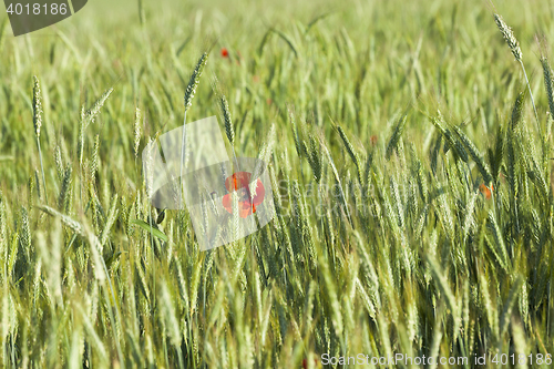 Image of blooming red poppies