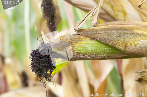 Image of field with mature corn