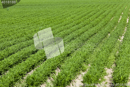 Image of Field with carrot