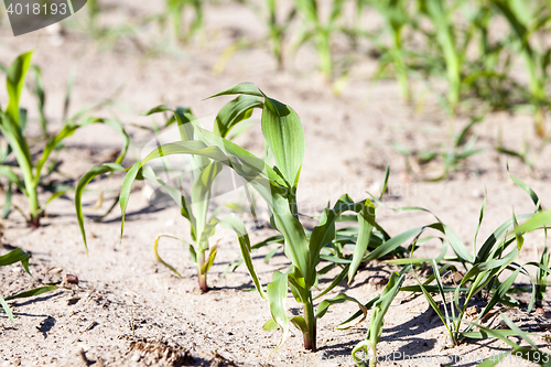 Image of corn field. close-up