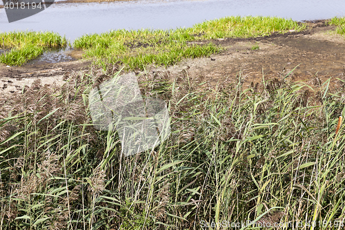 Image of swamp, the end of summer