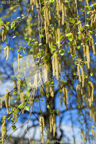 Image of birch trees in spring