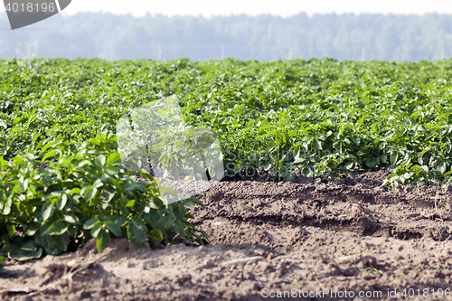 Image of Field with potato