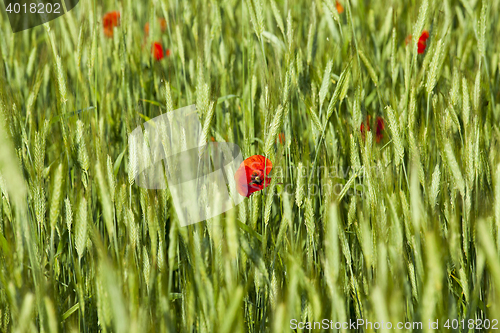 Image of Red poppy flowers