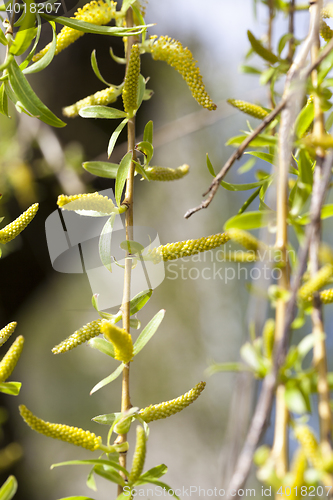 Image of willow trees in the spring