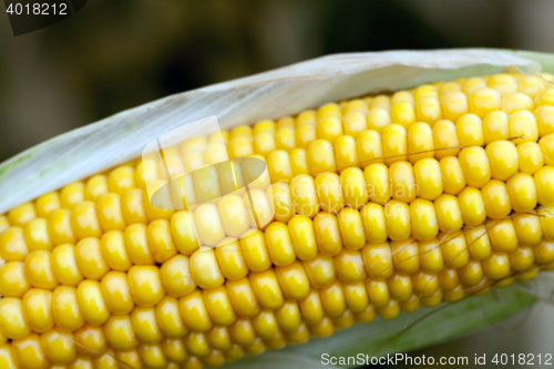 Image of mature corn crop