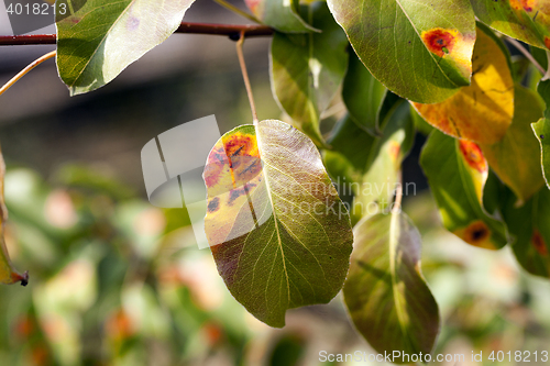 Image of pear foliage in autumn