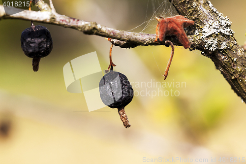 Image of dried berries harvest