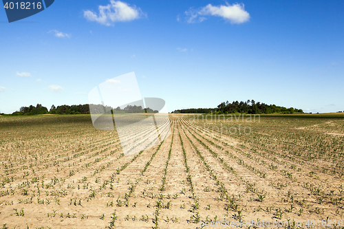 Image of cracked earth in the field