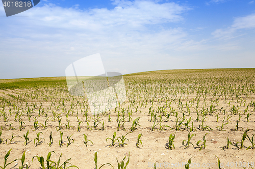 Image of Corn field, summer