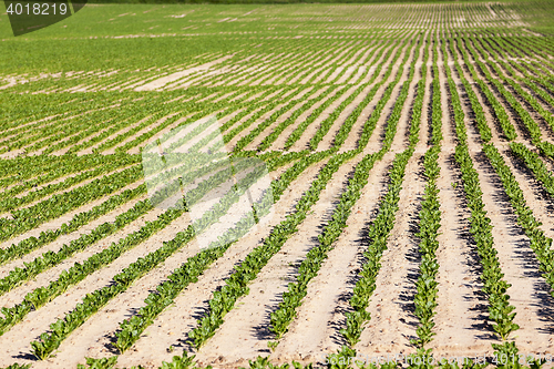 Image of agricultural field with beetroot