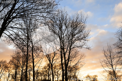 Image of trees in the park at sunset