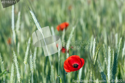 Image of red poppies. summer