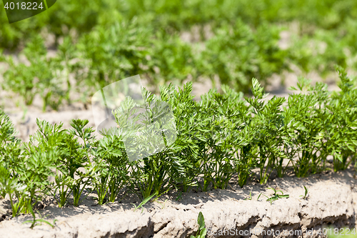 Image of Field with carrot